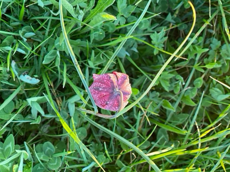 Notre ville Sainte Luce sur Loire