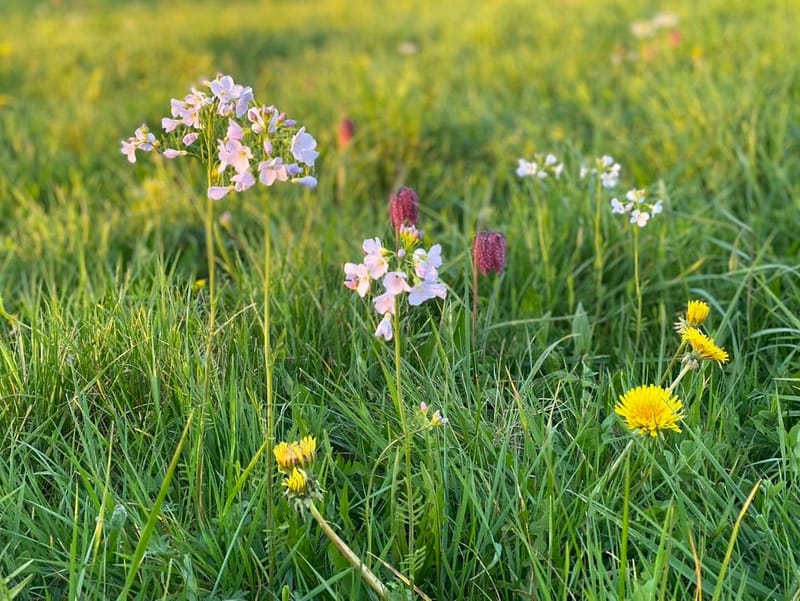 Notre ville Sainte Luce sur Loire