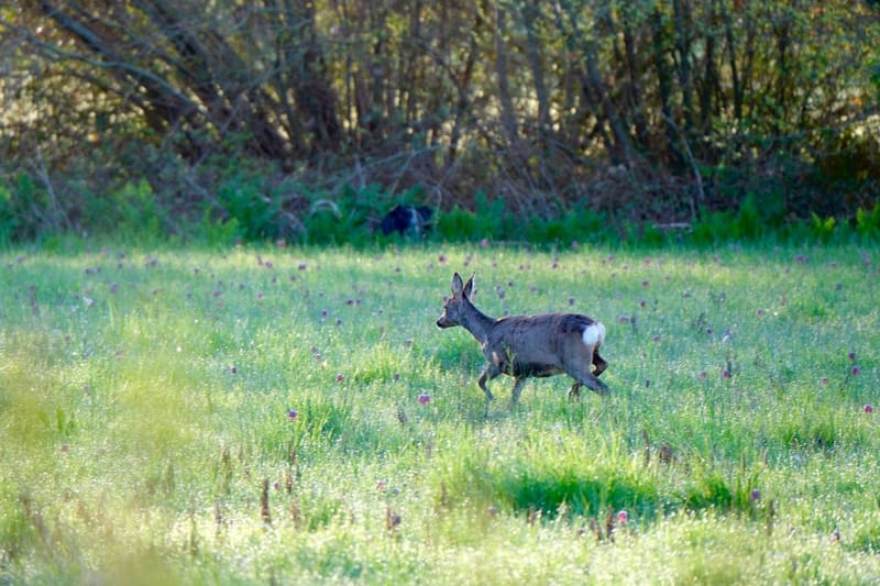 Notre ville Sainte Luce sur Loire