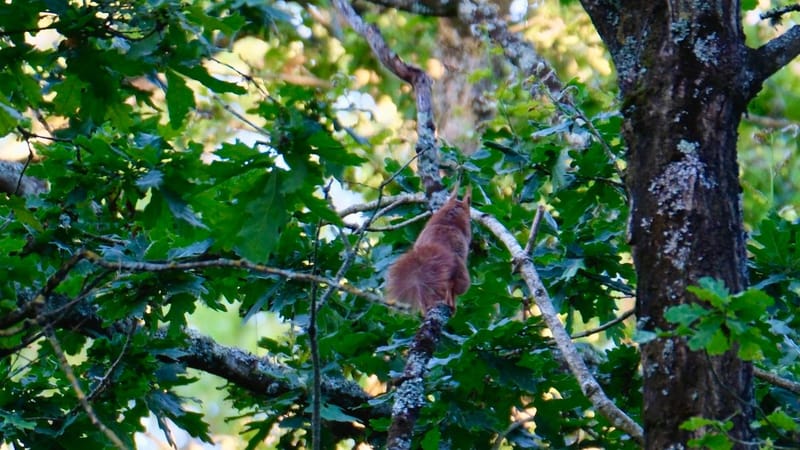 Notre ville Sainte Luce sur Loire
