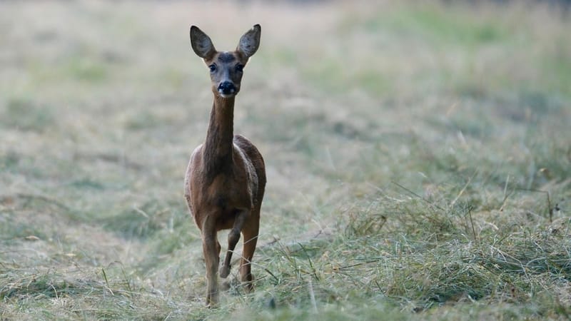 Notre ville Sainte Luce sur Loire