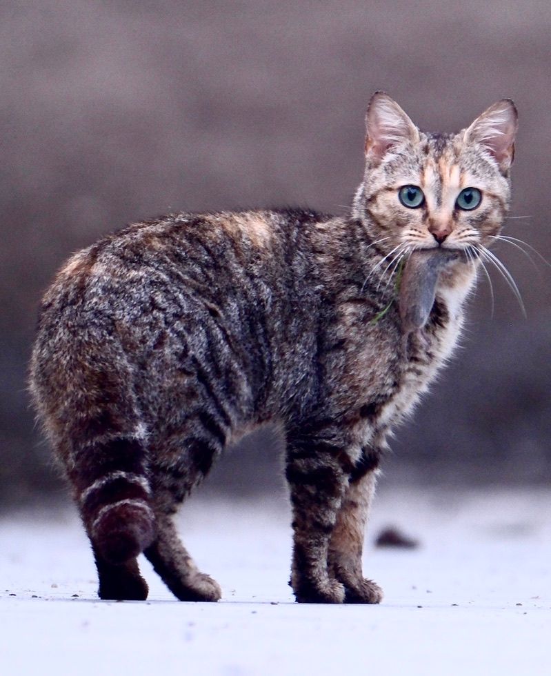 Notre ville Sainte Luce sur Loire