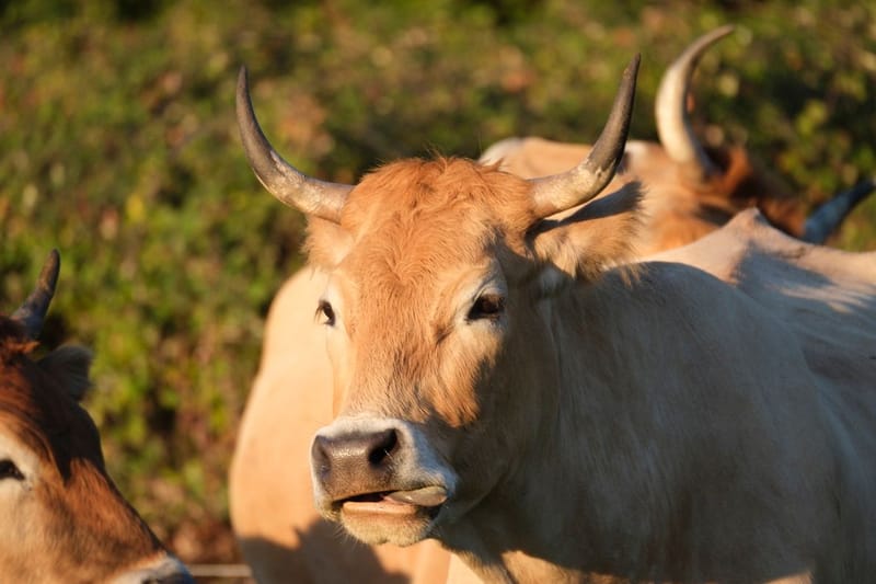 Notre ville Sainte Luce sur Loire