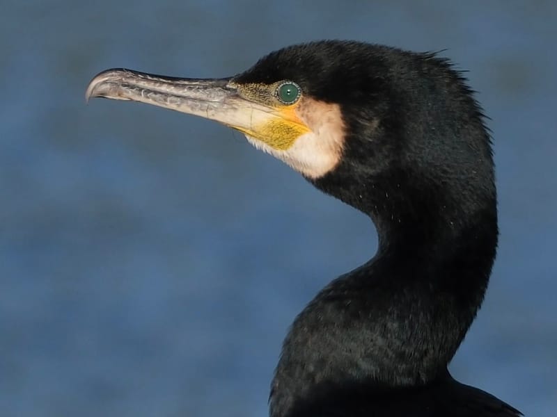 Faune autour de la Sablière