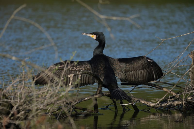 Faune autour de la Sablière