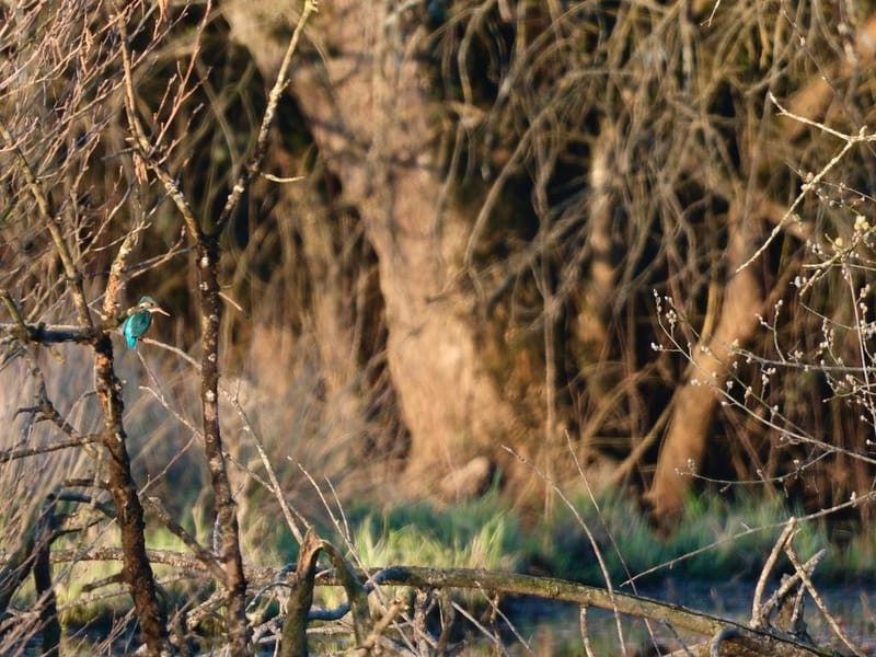 Faune autour de la Sablière