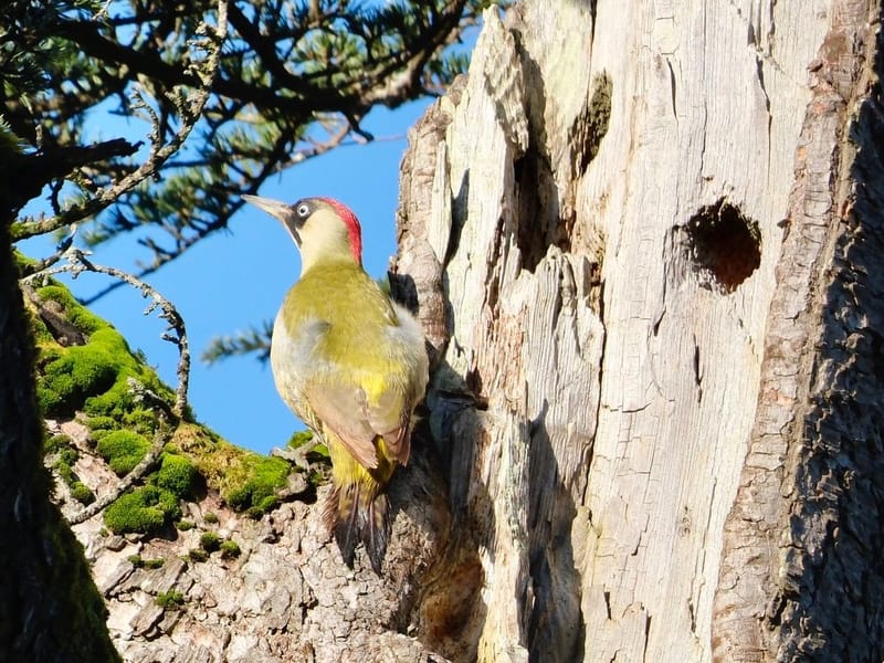 Faune autour de la Sablière