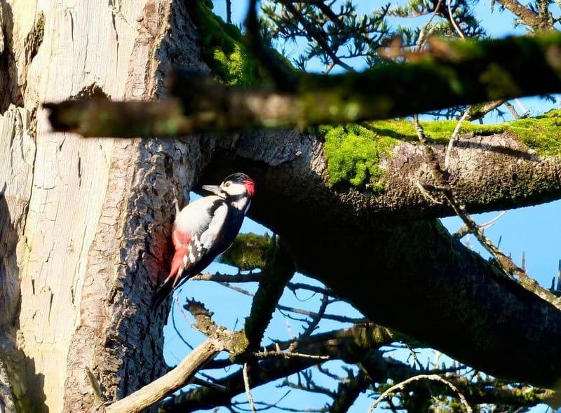 Faune autour de la Sablière
