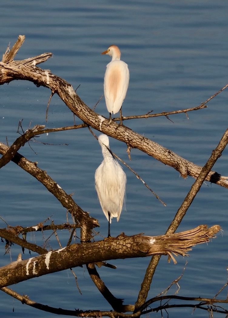Faune autour de la Sablière