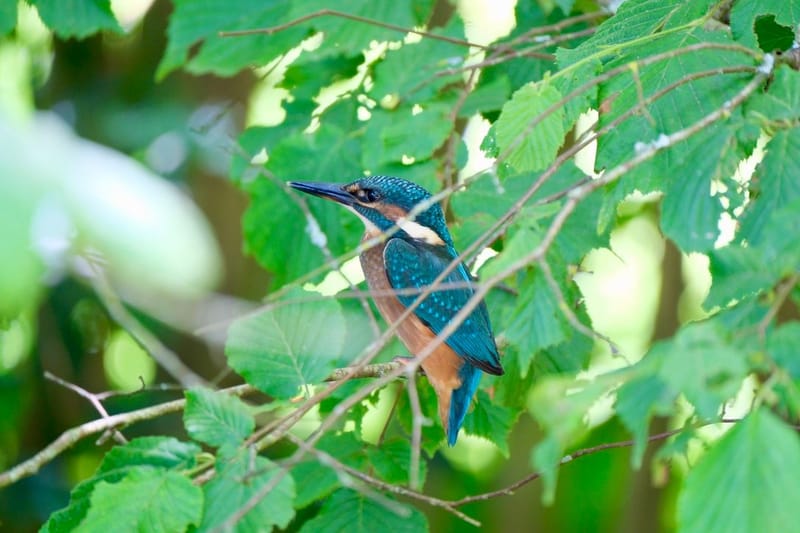 Faune autour de la Sablière