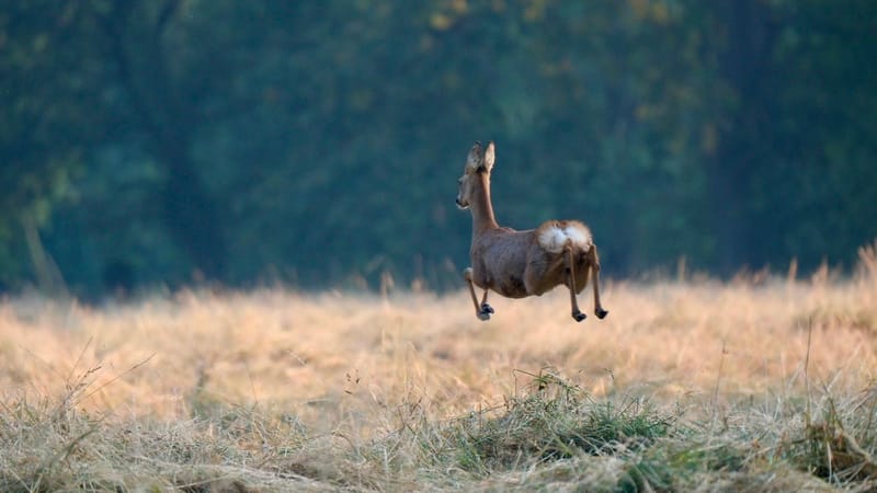 Faune autour de la Sablière