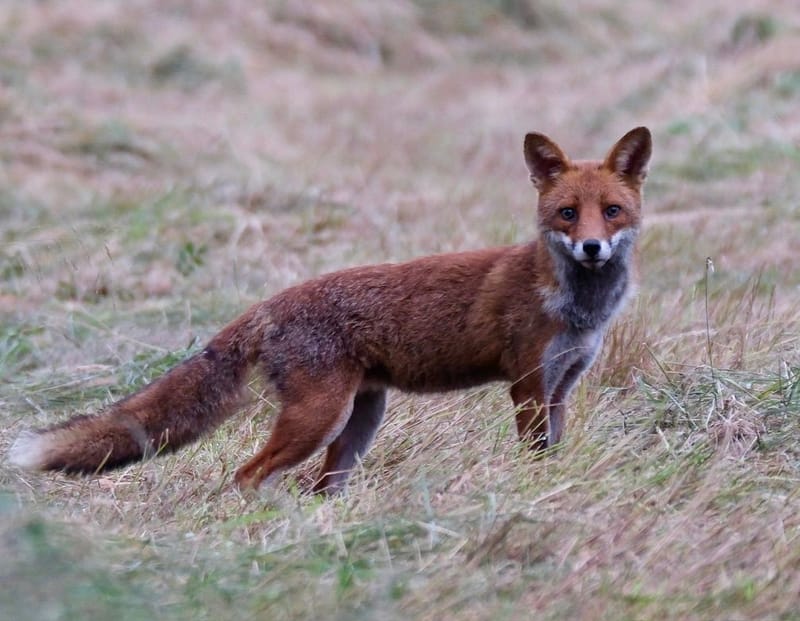 Faune autour de la Sablière