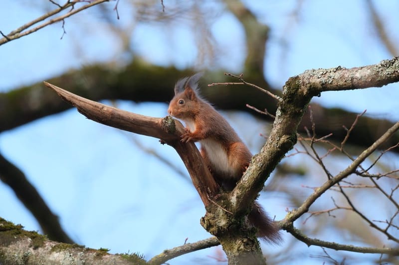Faune autour de la Sablière