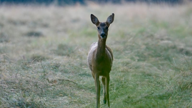 Faune autour de la Sablière