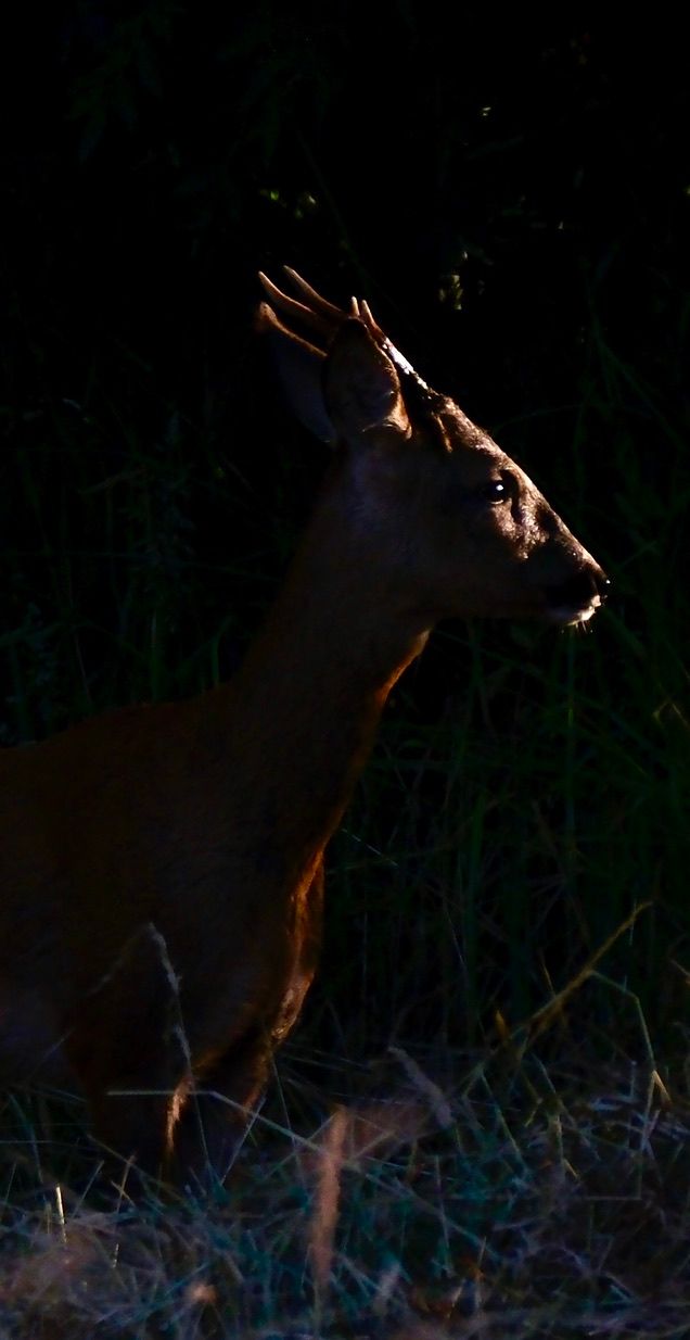 Faune autour de la Sablière