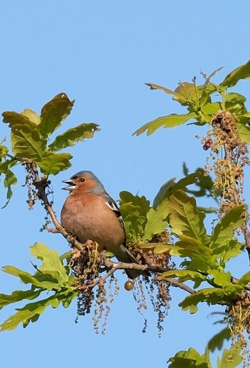 Faune autour de la Sablière