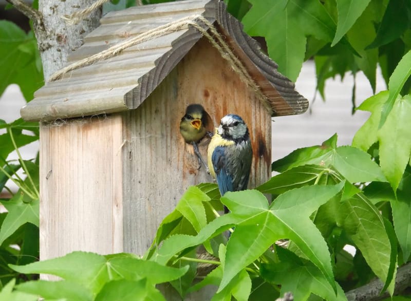 Faune autour de la Sablière