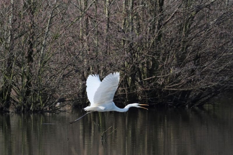 Faune autour de la Sablière