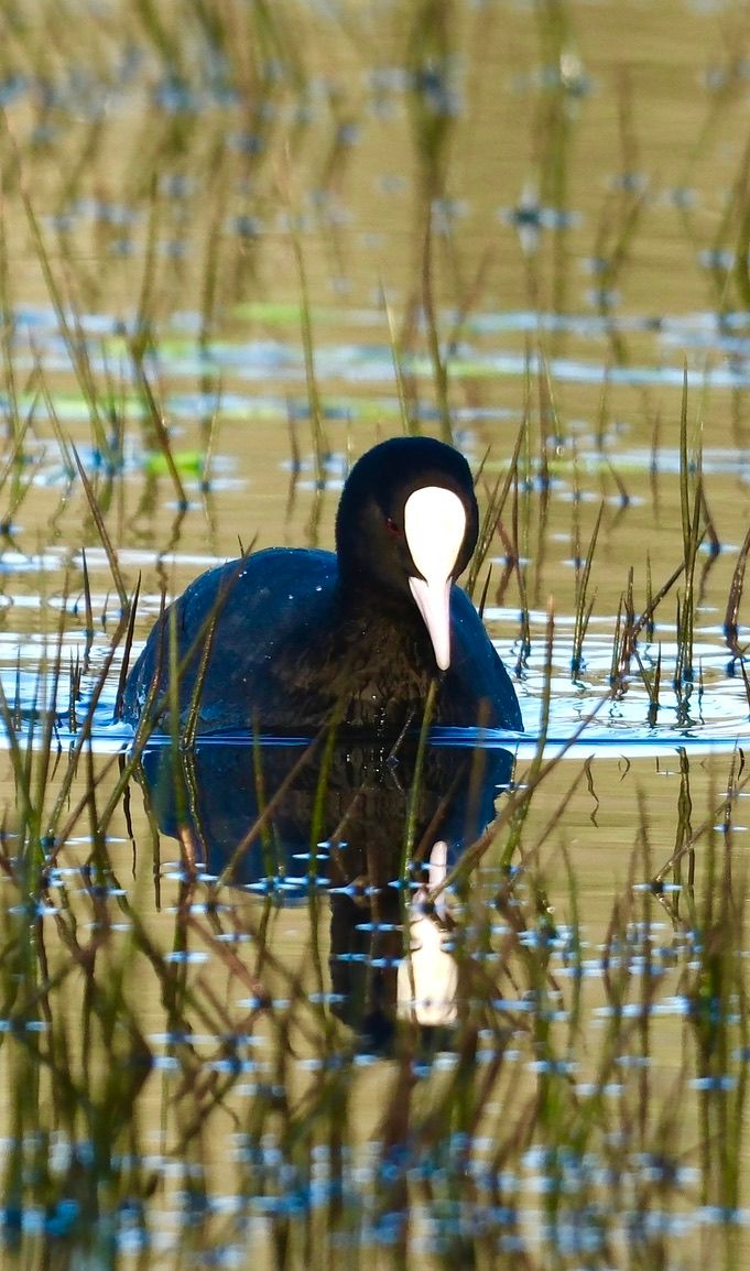 Faune autour de la Sablière