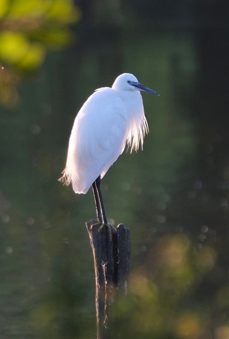 Faune autour de la Sablière