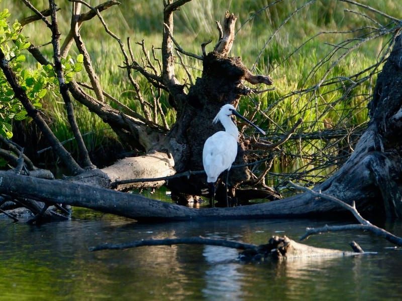 Faune autour de la Sablière
