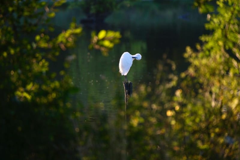 Faune autour de la Sablière