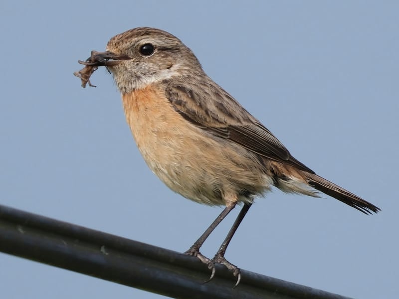 Oiseaux de France