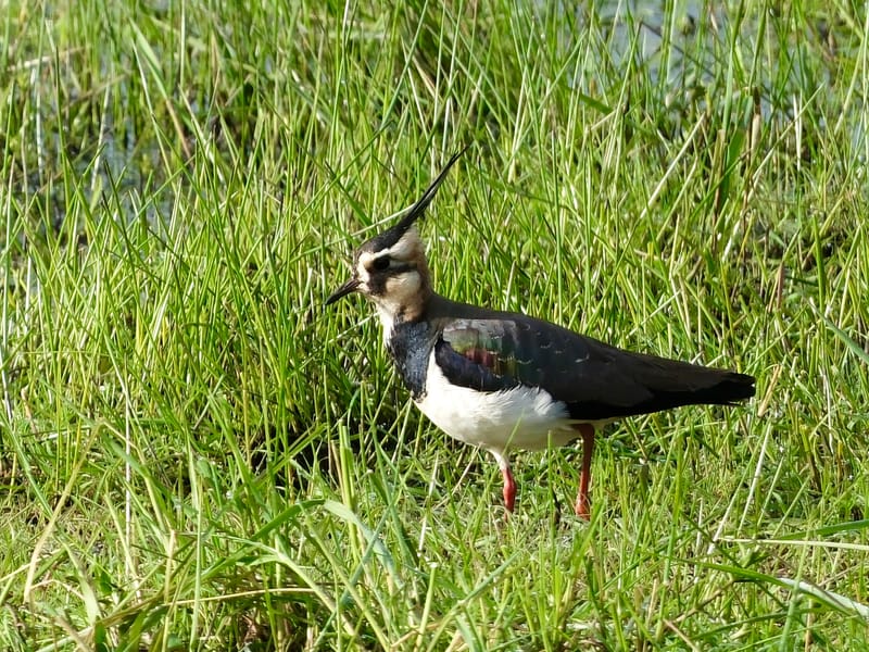 Oiseaux de France