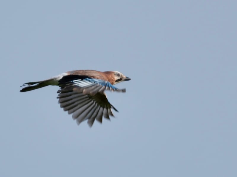 Oiseaux de France