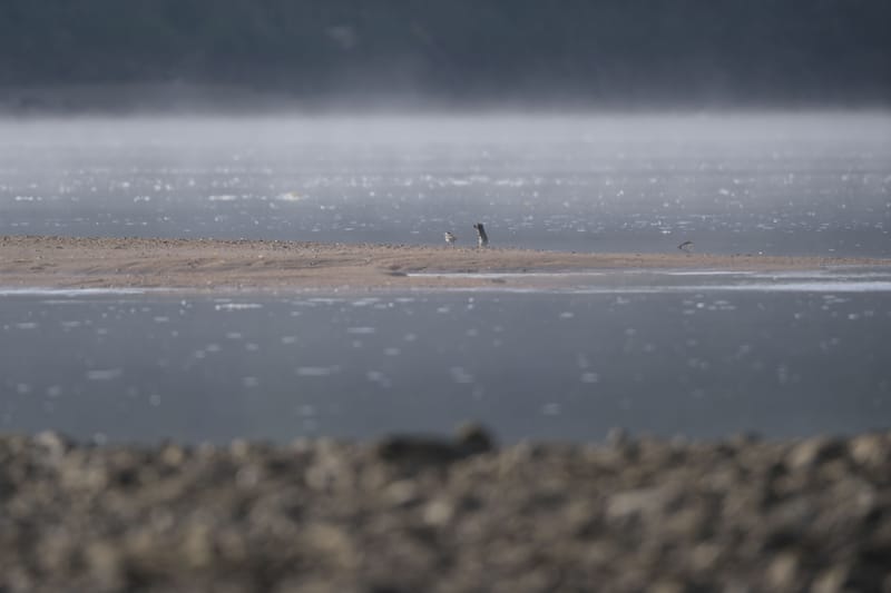 Oiseaux de France