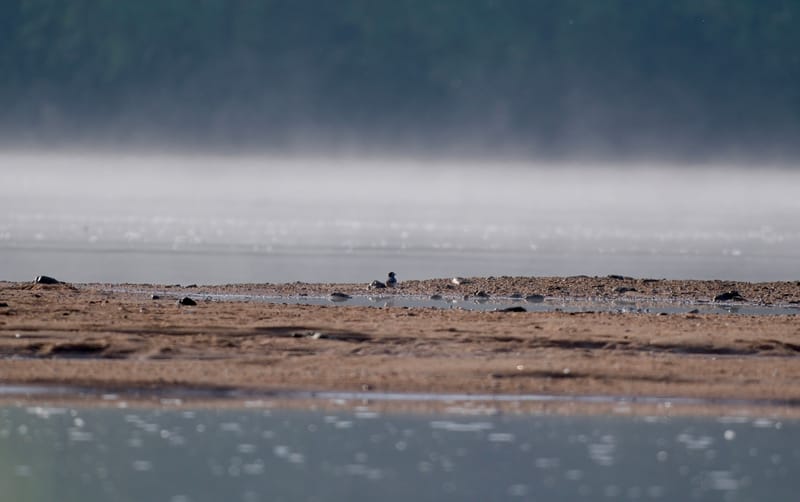 Oiseaux de France