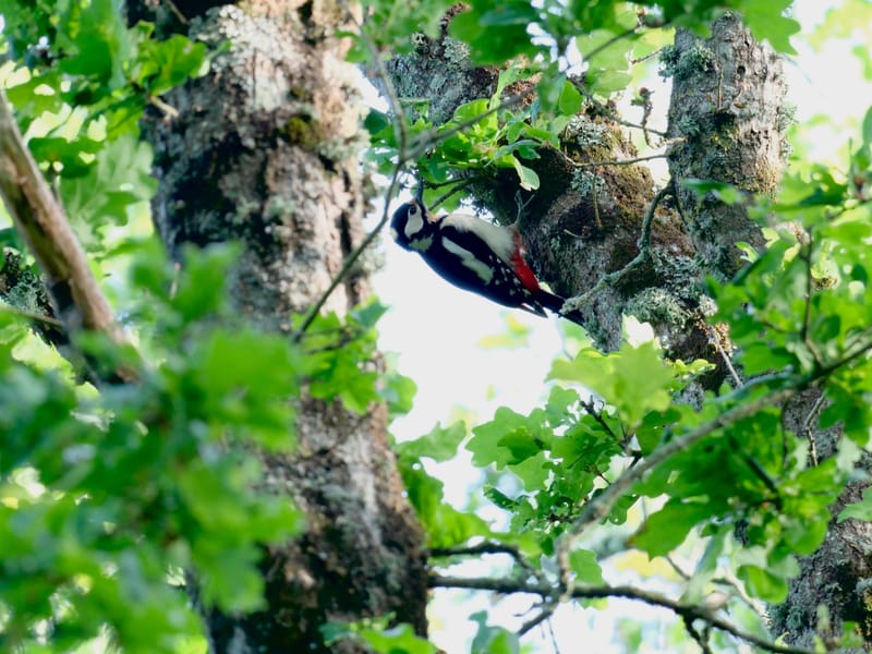 Oiseaux de France