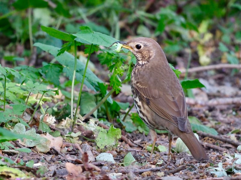Oiseaux de France