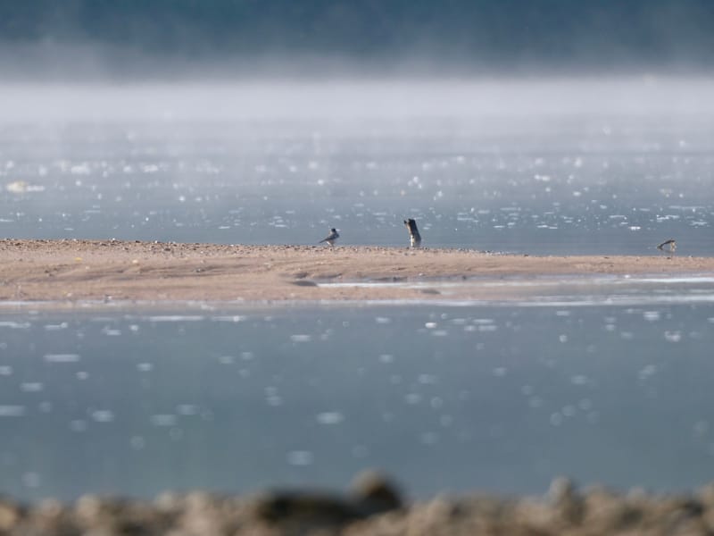 Oiseaux de France