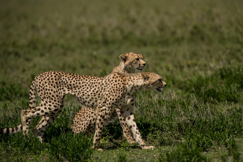 Amboseli Day Trip