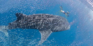 Zanzibar Whale Shark Safari Trip to Mafia Island 3 Days