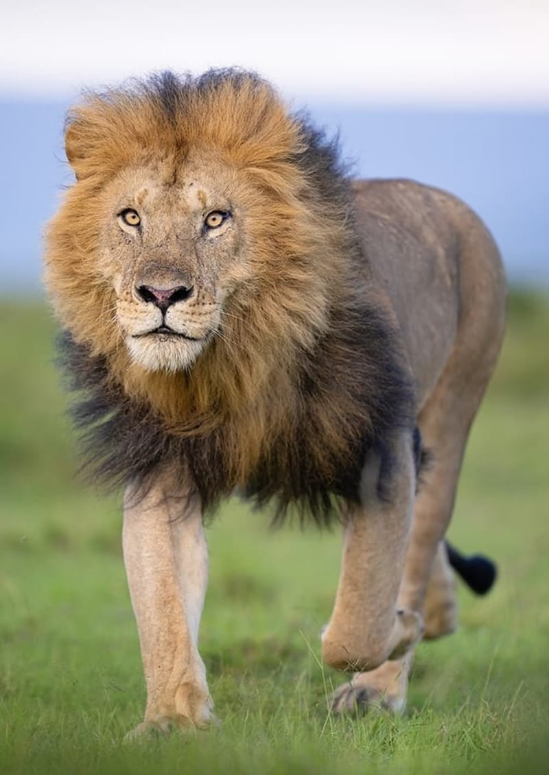 Nyerere National Park