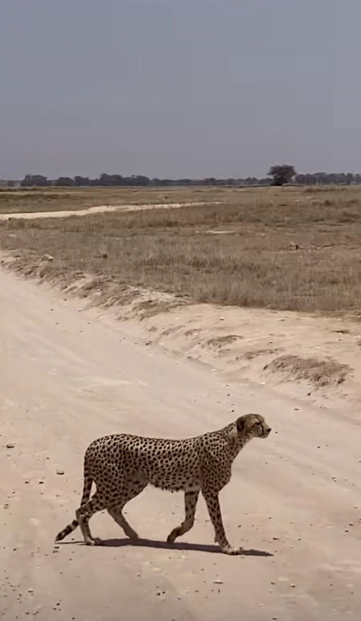Mikumi National Park