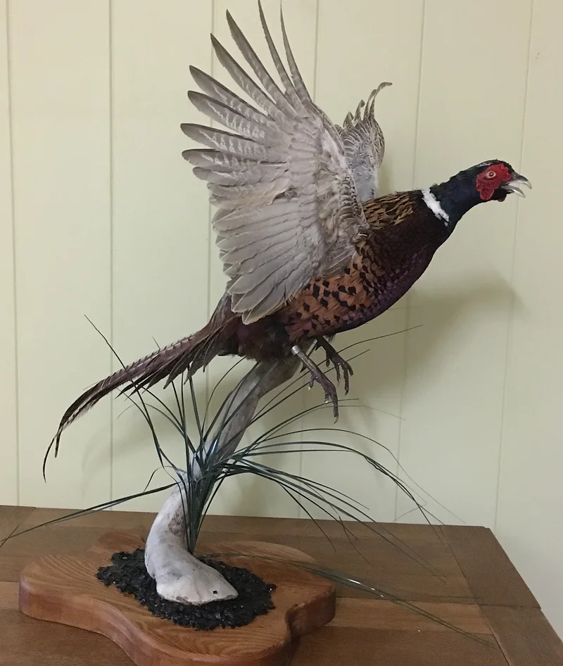 We mount birds of any size or species.