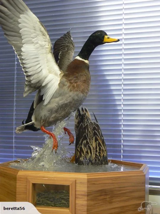 We mount birds of any size or species.