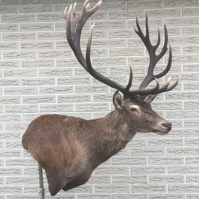 Game Heads, Boar Heads, Life-sized Game + More