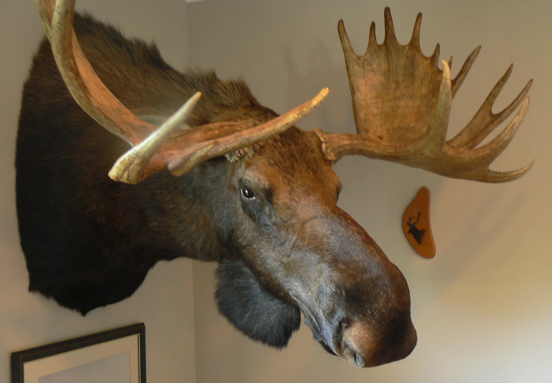 Game Heads, Boar Heads, Life-sized Game + More