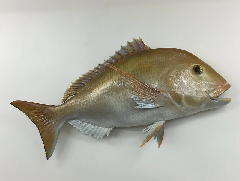 We offer both Fish Replicas and Skin Mounted Fish 