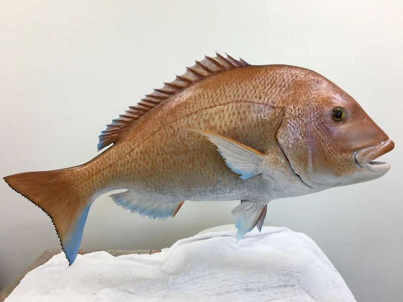 We offer both Fish Replicas and Skin Mounted Fish 