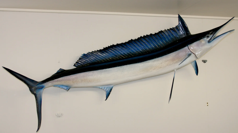 We offer both Fish Replicas and Skin Mounted Fish 