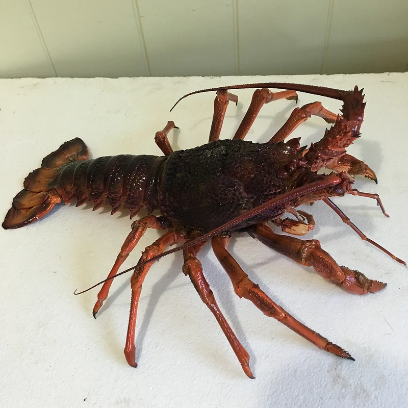 We offer both Fish Replicas and Skin Mounted Fish 