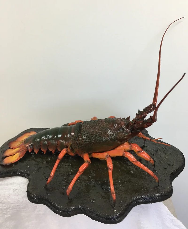 We offer both Fish Replicas and Skin Mounted Fish 