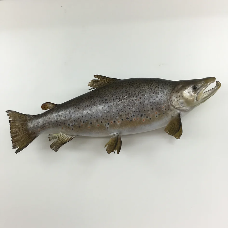 We offer both Fish Replicas and Skin Mounted Fish 