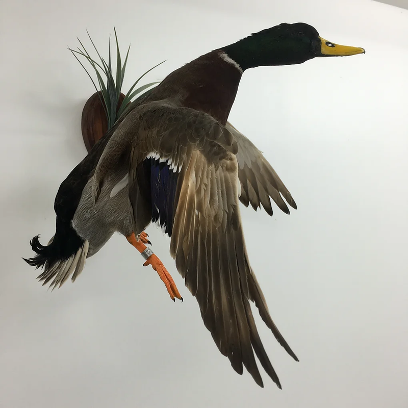 We mount birds of any size or species.