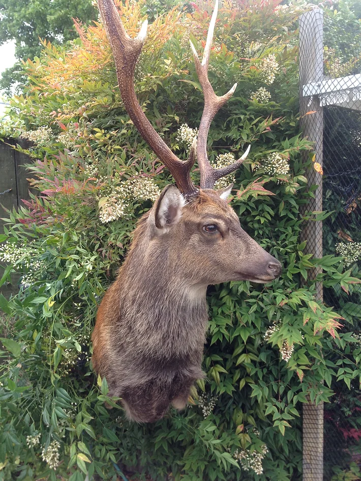 Game Heads, Boar Heads, Life-sized Game + More